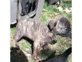 Bullmastiff Puppy for sale in Detroit, MI, USA