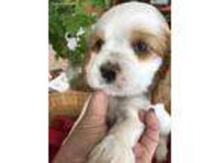 Cocker Spaniel Puppy for sale in Lynchburg, OH, USA