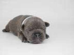 French Bulldog Puppy for sale in Skokie, IL, USA