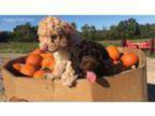 Labradoodle Puppy for sale in Florence, SC, USA