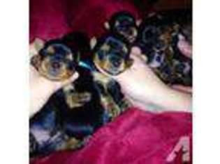 Yorkshire Terrier Puppy for sale in MARSHFIELD, WI, USA