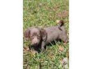 Dachshund Puppy for sale in WOODBINE, GA, USA