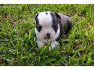 Boston Terrier Puppy for sale in Bullard, TX, USA