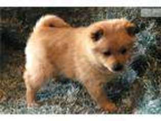 Schipperke Puppy for sale in Kalispell, MT, USA