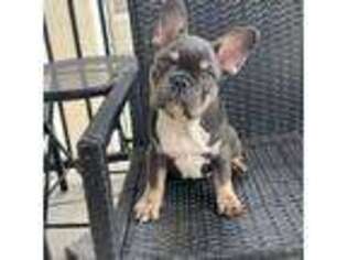French Bulldog Puppy for sale in Garland, TX, USA