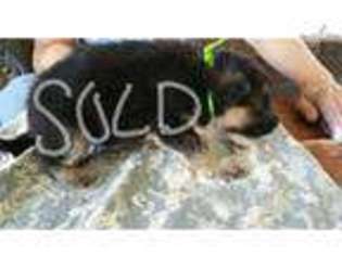 German Shepherd Dog Puppy for sale in Pueblo, CO, USA