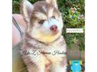 Siberian Husky Puppy for sale in Queen Creek, AZ, USA