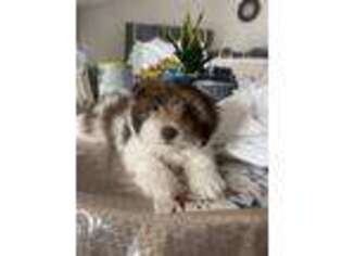 Havanese Puppy for sale in Davenport, FL, USA