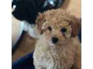Mutt Puppy for sale in Carrollton, OH, USA