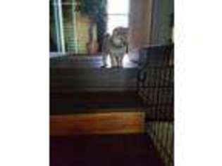 Shiba Inu Puppy for sale in Lincoln, NE, USA