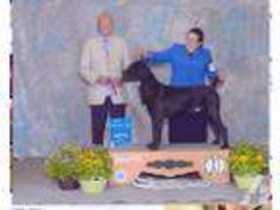 Cane Corso Puppy for sale in MAGNOLIA, AR, USA