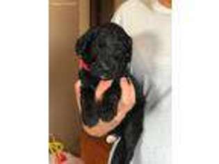 Mutt Puppy for sale in Winter, WI, USA