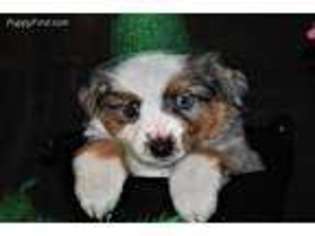 Miniature Australian Shepherd Puppy for sale in Randleman, NC, USA