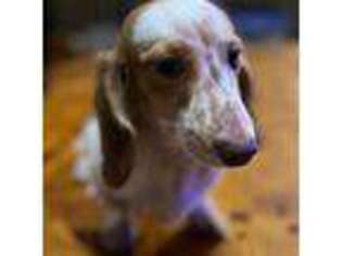 Dachshund Puppy for sale in Pittsfield, MA, USA