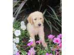 Goldendoodle Puppy for sale in Penn Yan, NY, USA