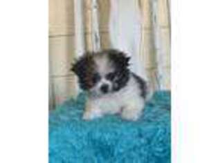 Maltese Puppy for sale in Moultrie, GA, USA