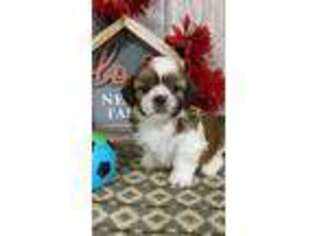 Mutt Puppy for sale in Lagrange, IN, USA