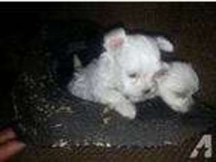 Maltese Puppy for sale in YUCAIPA, CA, USA