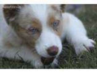 Miniature Australian Shepherd Puppy for sale in Sherwood, OR, USA