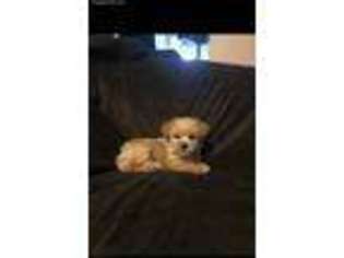 Yorkshire Terrier Puppy for sale in Detroit, MI, USA