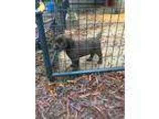 Labrador Retriever Puppy for sale in Greenwood, SC, USA