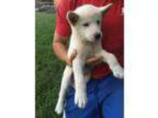 Akita Puppy for sale in Claremore, OK, USA