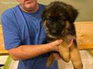 German Shepherd Dog Puppy for sale in Flemington, NJ, USA