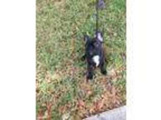 French Bulldog Puppy for sale in Avon Park, FL, USA