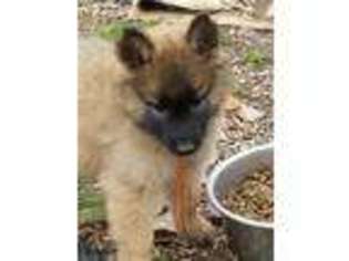 Belgian Tervuren Puppy for sale in South Point, OH, USA