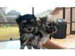 Havanese Puppy for sale in VALRICO, FL, USA