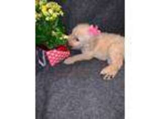 Goldendoodle Puppy for sale in Manila, AR, USA