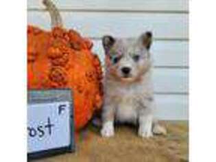 Mutt Puppy for sale in Belmont, WI, USA