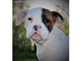 Olde English Bulldogge Puppy for sale in Rocky Comfort, MO, USA