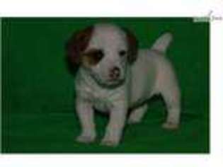Jack Russell Terrier Puppy for sale in Chattanooga, TN, USA