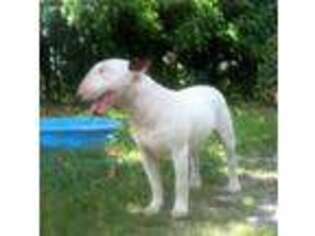 Bull Terrier Puppy for sale in Palm Beach, FL, USA