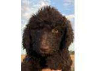 Labradoodle Puppy for sale in Culver, OR, USA