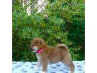 Shiba Inu Puppy for sale in Cadillac, MI, USA