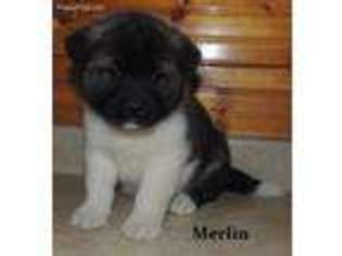Akita Puppy for sale in Willet, NY, USA