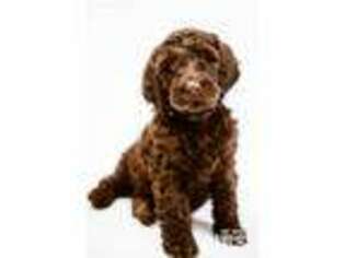 Labradoodle Puppy for sale in Austin, MN, USA