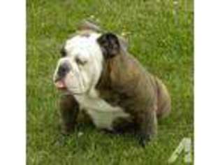 Bulldog Puppy for sale in OZARK, MO, USA