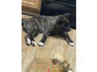 Akita Puppy for sale in Morrisville, NC, USA