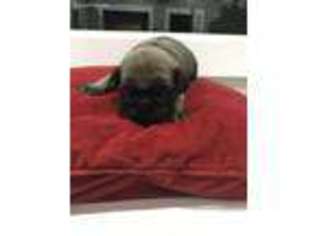 Pug Puppy for sale in Delaware, OH, USA
