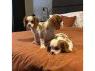 Cavalier King Charles Spaniel Puppy for sale in Bakersfield, CA, USA