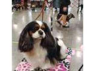Cavalier King Charles Spaniel Puppy for sale in Ruther Glen, VA, USA