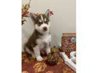 Siberian Husky Puppy for sale in Luling, LA, USA