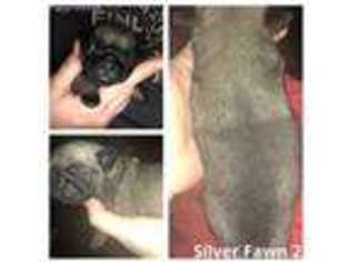 Pug Puppy for sale in Versailles, KY, USA