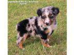 Miniature Australian Shepherd Puppy for sale in Ringling, OK, USA