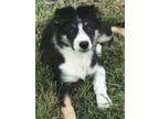 Border Collie Puppy for sale in Seymour, MO, USA