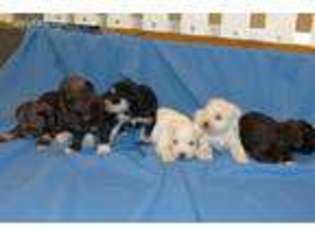 Mutt Puppy for sale in Shippensburg, PA, USA