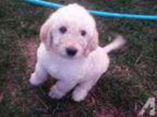 Labradoodle Puppy for sale in NEWBERG, OR, USA